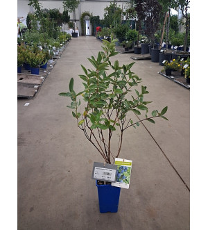 Lonicera kamtschatica 'Duet' RP 1,6 L
